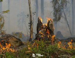 Galeria de Fotos - Período Crítico de Incêndios