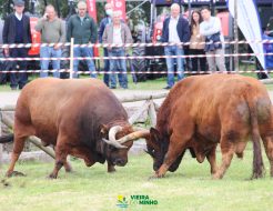 Galeria de Fotos - Chegas de Bois, este domingo, no Parque dos Moinhos