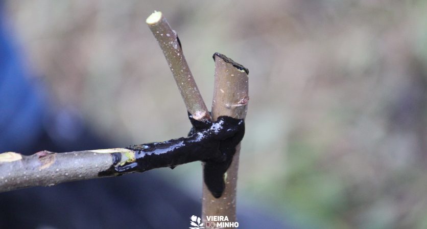 O regresso das Podas e Enxertos no Sentir Vieira