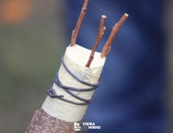 Galeria de Fotos - O regresso das Podas e Enxertos no Sentir Vieira