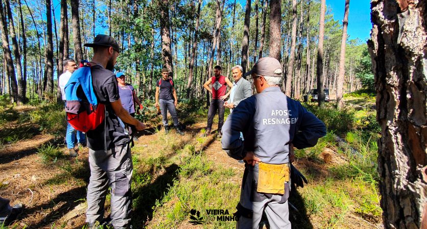O potencial da resinagem para o Pinhal