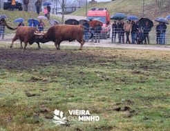 Galeria de Fotos - Chega de Bois voltaram a ser um sucesso