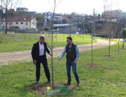 Galeria de Fotos - Reabilitação dos Espaços Verdes na Vila de Vieira