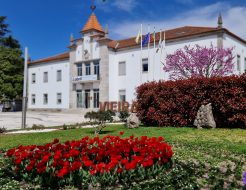 Galeria de Fotos - Tulipas dão cor aos jardins de Vieira do Minho