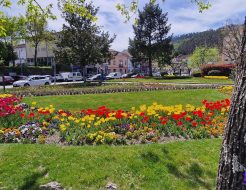 Galeria de Fotos - Tulipas dão cor aos jardins de Vieira do Minho