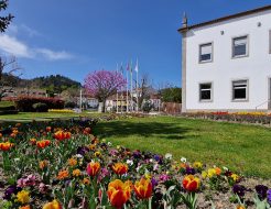 Galeria de Fotos - Tulipas dão cor aos jardins de Vieira do Minho