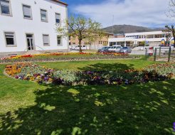 Galeria de Fotos - Tulipas dão cor aos jardins de Vieira do Minho