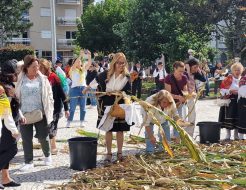 Galeria de Fotos - Vieira reviveu Desfolhada Tradicional