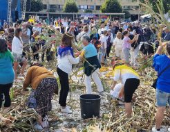 Galeria de Fotos - Vieira reviveu Desfolhada Tradicional