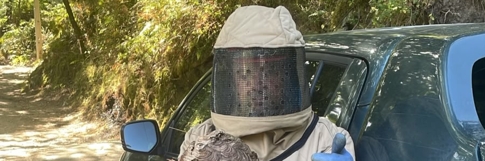 Município de Vieira do Minho elimina 175 ninhos de vespa velutina em seis meses