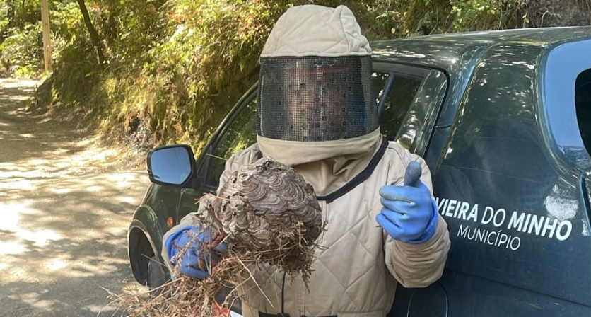 Município de Vieira do Minho elimina 175 ninhos de vespa velutina em seis meses